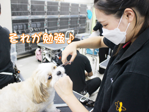 お客様の愛犬をトリミング♪